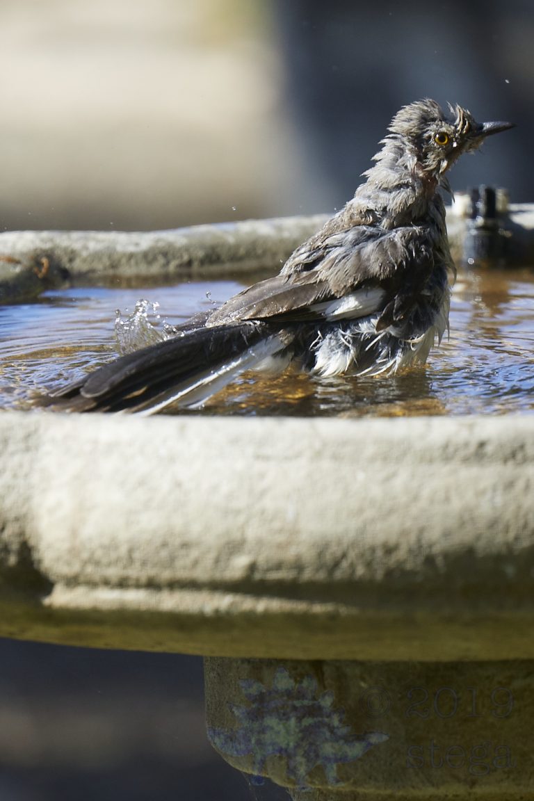 Northern Mockingbird