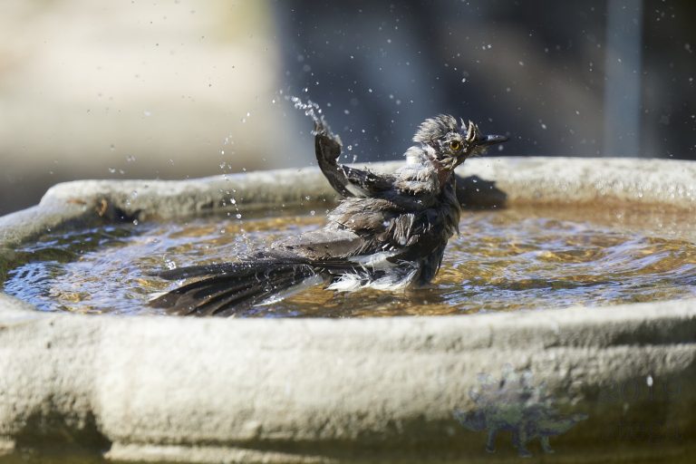 Old School Week: Northern Mockingbird
