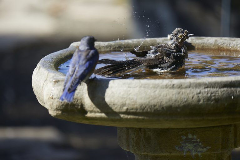Northern Mockingbird with Western Bluebird waiting for its turn.