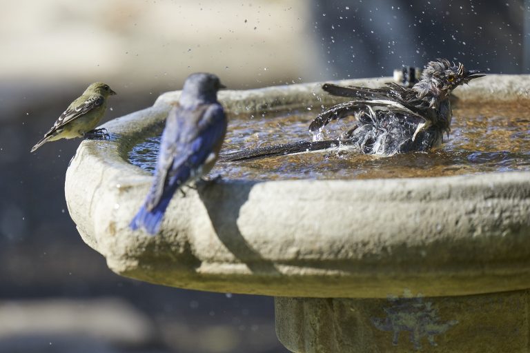 Northern Mockingbird with Lesser Goldfinch and Western Bluebird Attendants