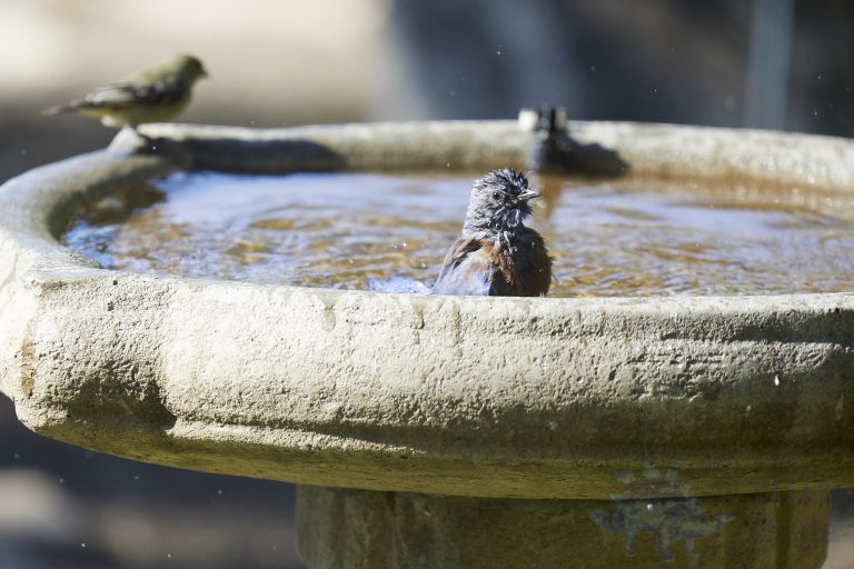 Western Bluebird