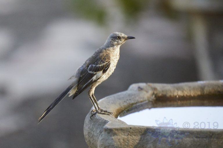 Northern Mockingbird
