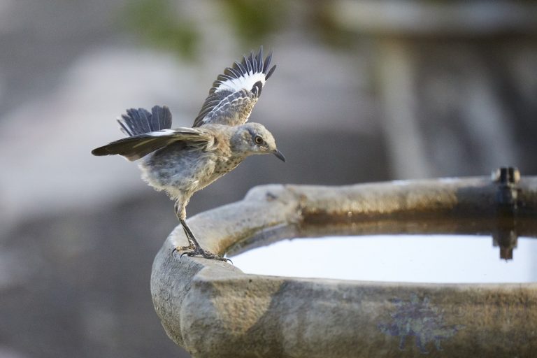 Northern Mocking Bird
