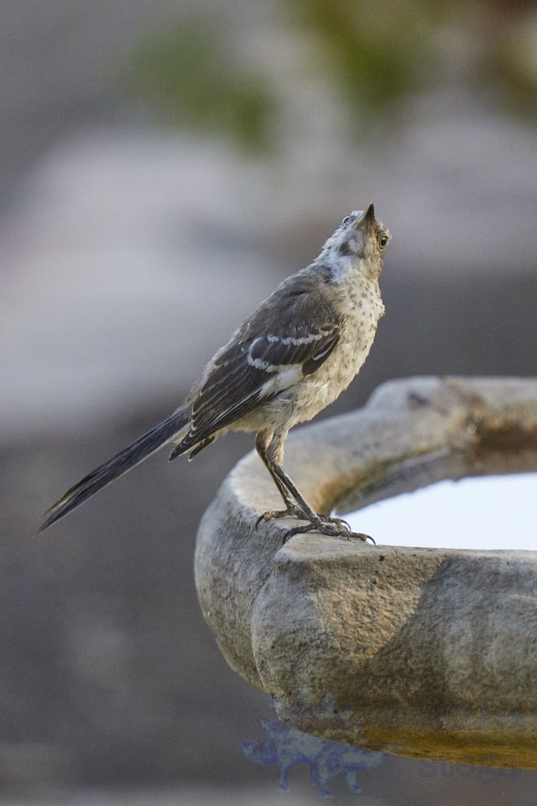 Northern Mockingbird
