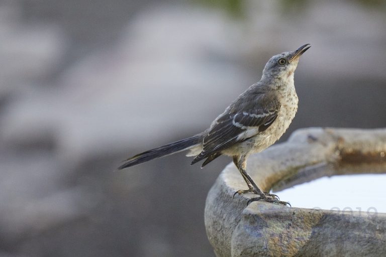 Northern Mockingbird