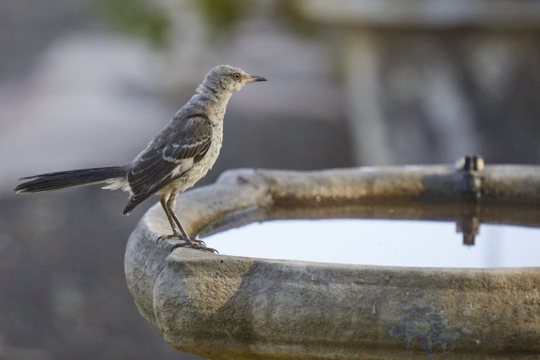 Northern Mockingbird