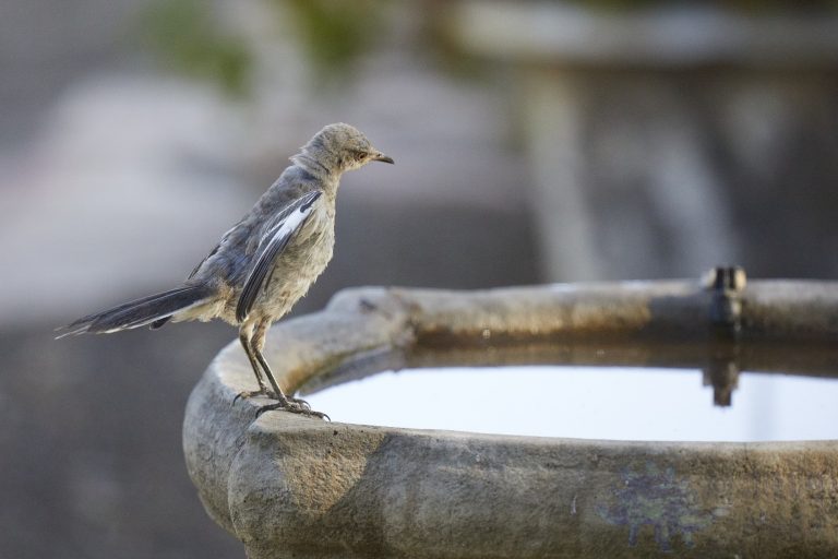 Northern Mockingbird