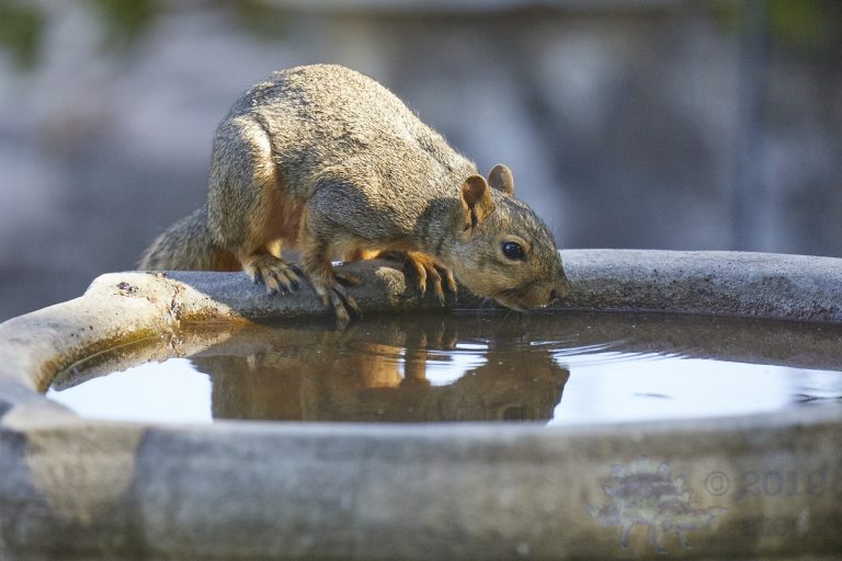 Fox Squirrel