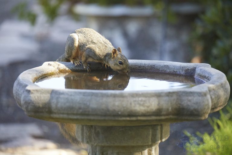 Fox Squirrel