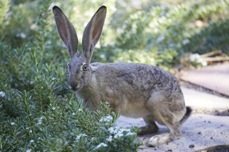 Western Hare