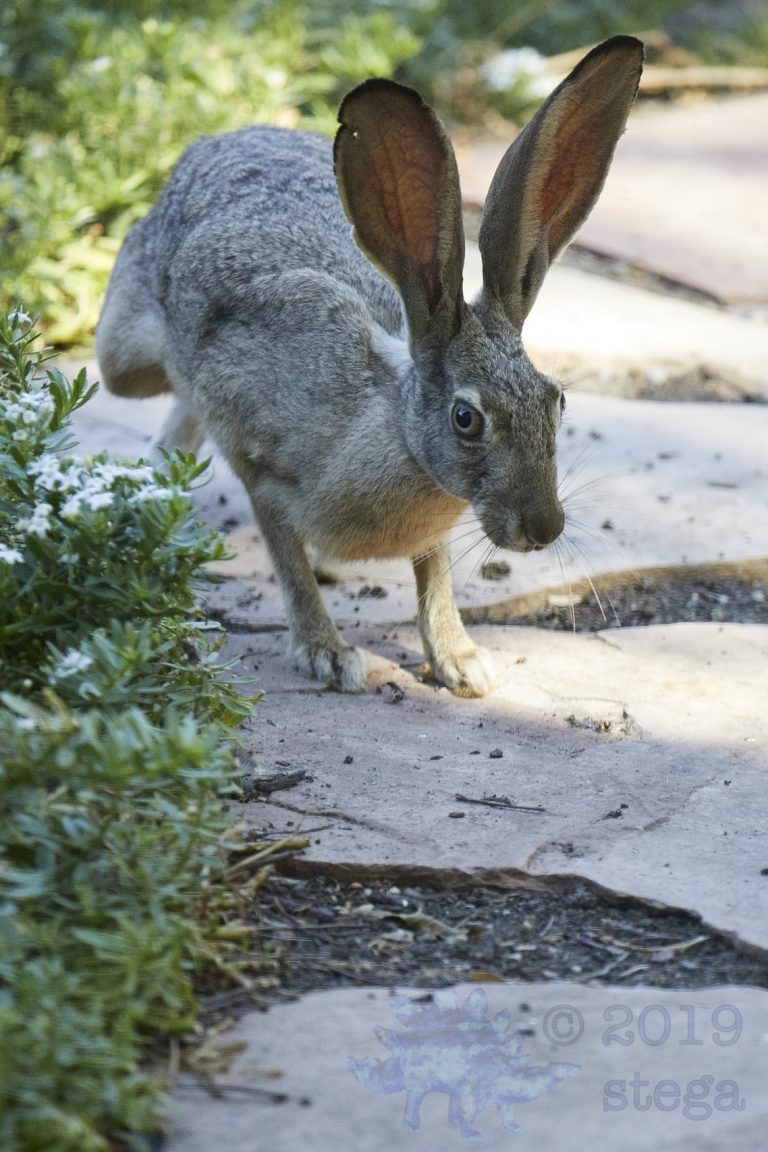 Western Hare