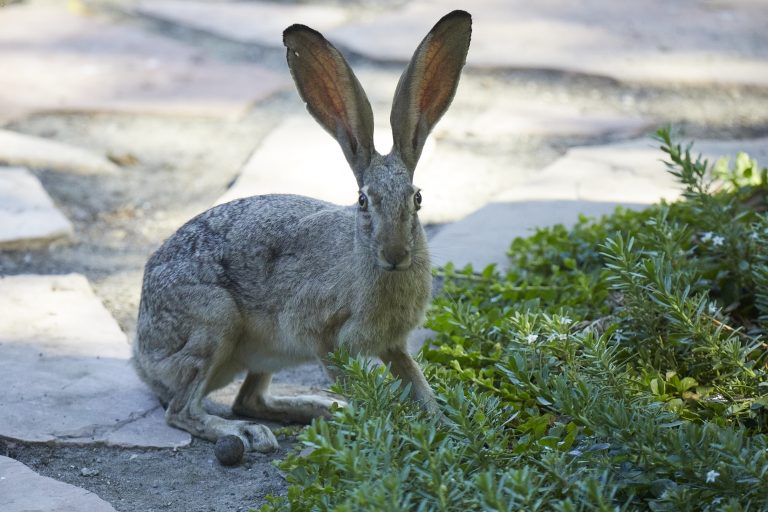 Western Hare