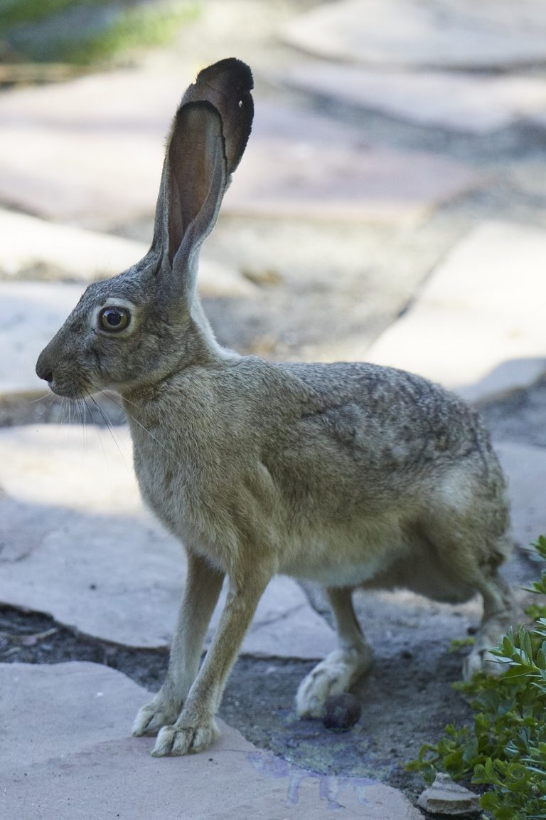 Western Hare