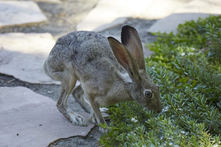 Western Hare