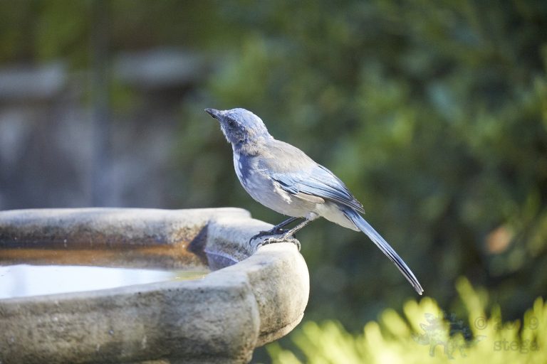 California Scrub Jay Week