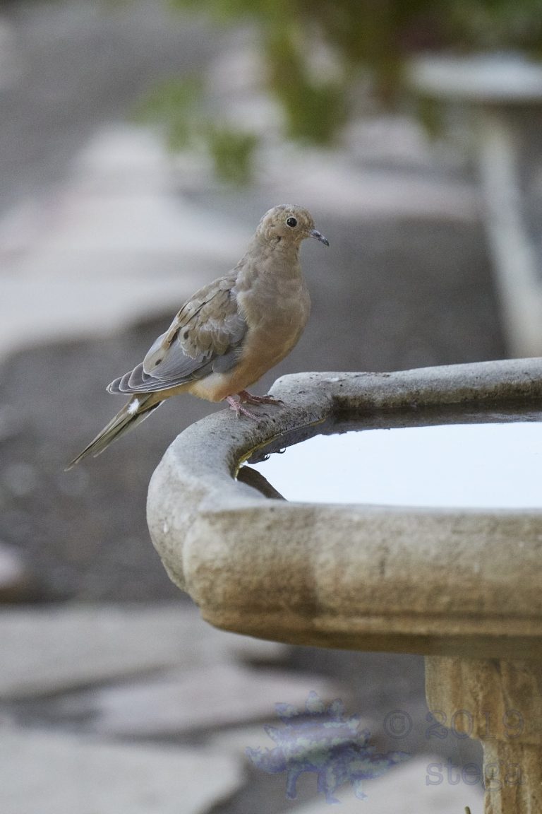Mourning Dove