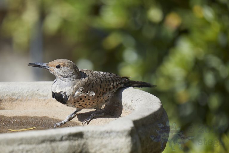 Northern Flicker