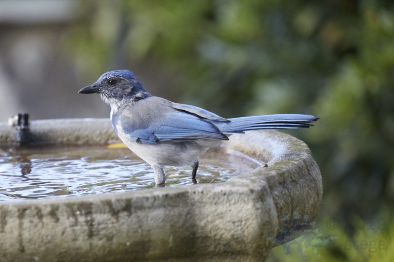 California Scrub Jay