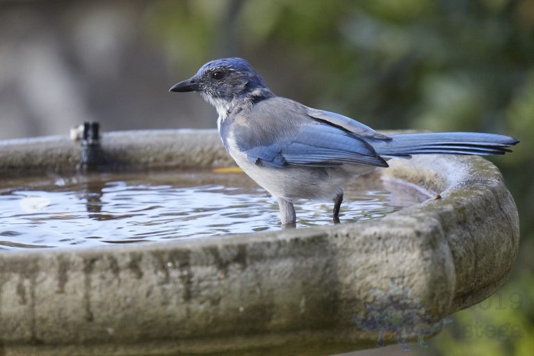 California Scrub Jay