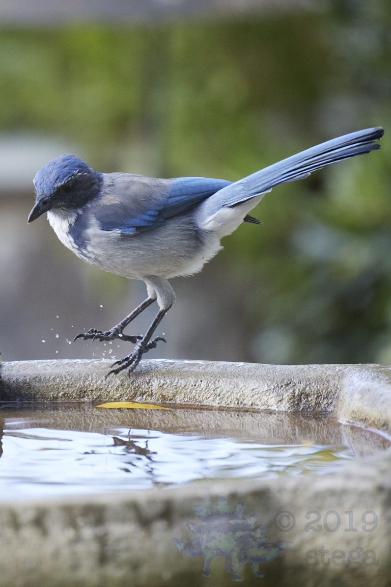 California Scrub Jay