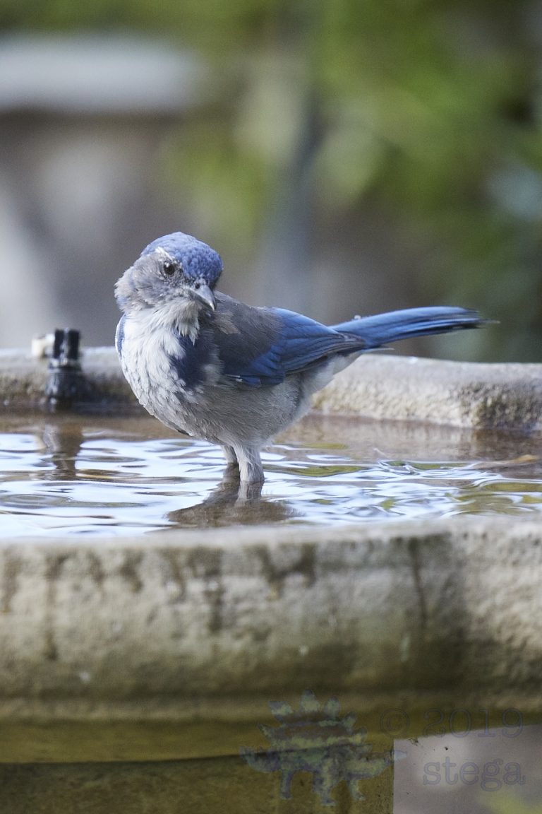 California Scrub Jay