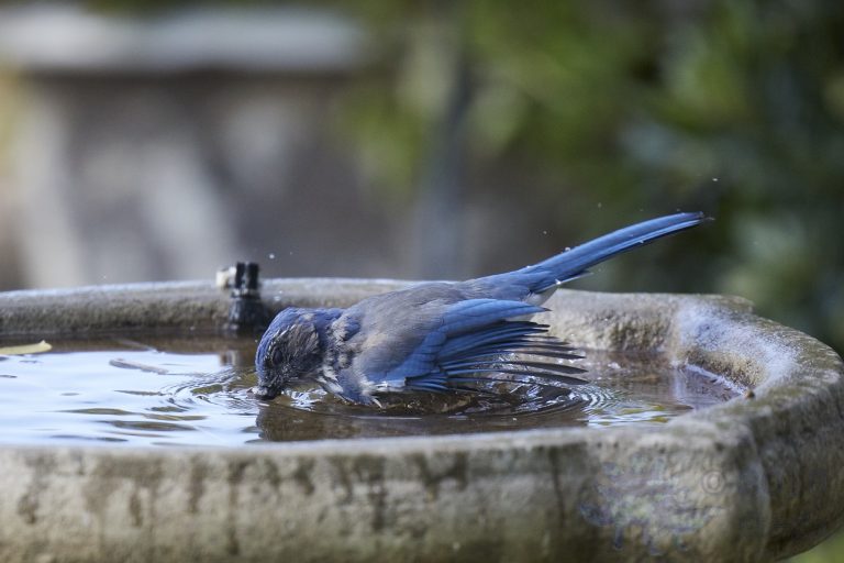 Old School Week: Scrub Jay