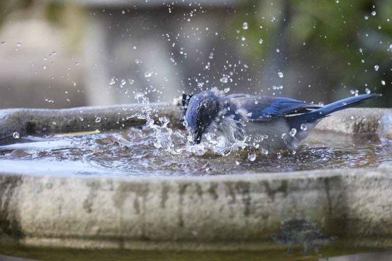 California Scrub Jay