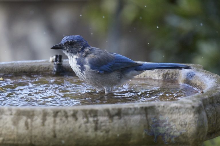 California Scrub Jay (4 Images)