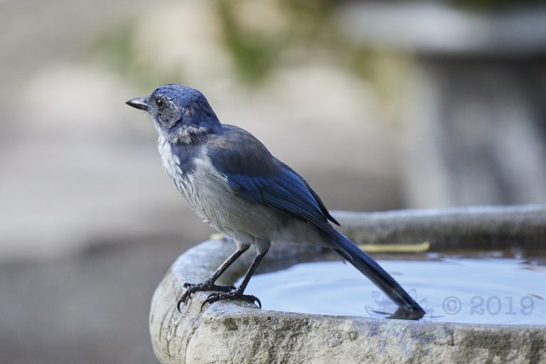 California Scrub Jay