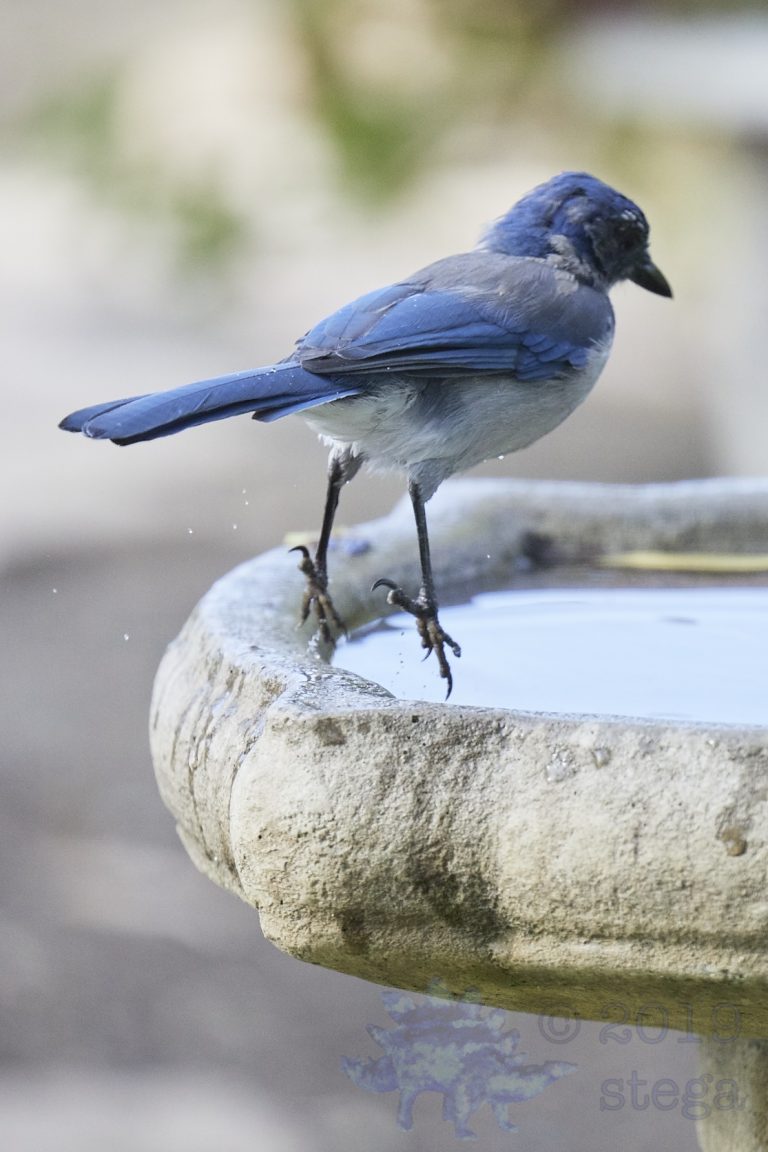 California Scrub Jay
