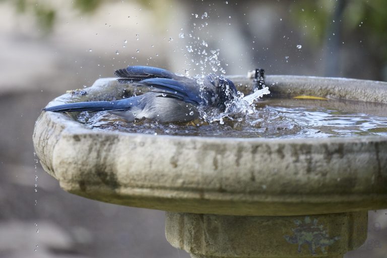 Old School Week: California Scrub Jay