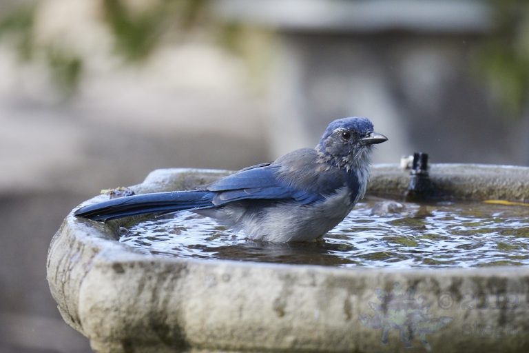 Old School Week: California Scrub Jay