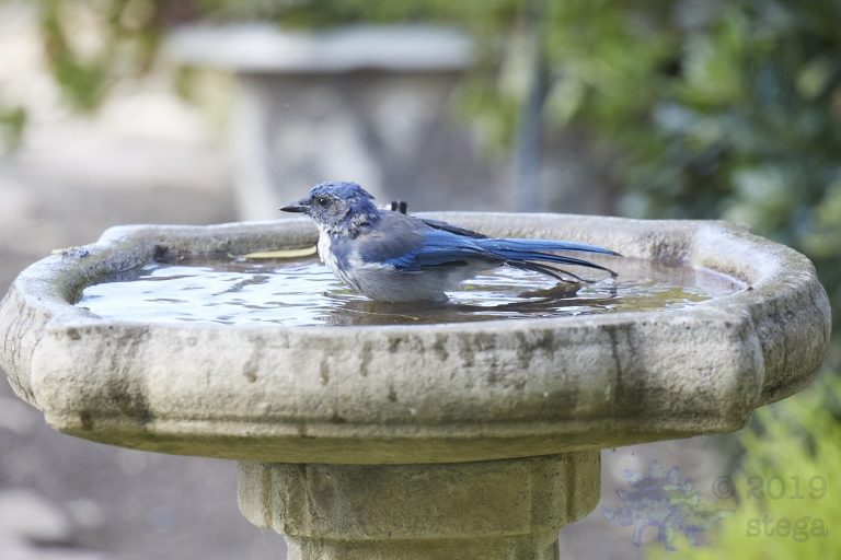 Old School Week: California Scrub Jay