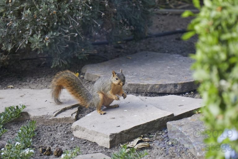 Fox Squirrel