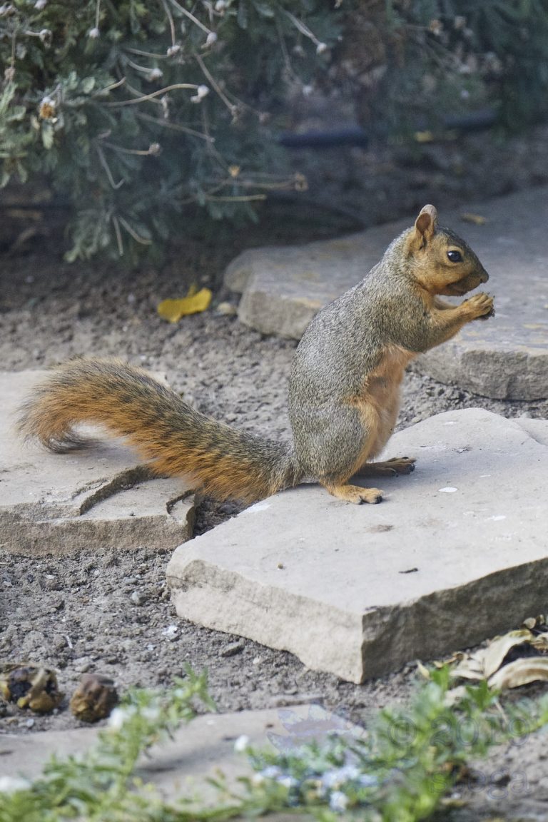 Fox Squirrel