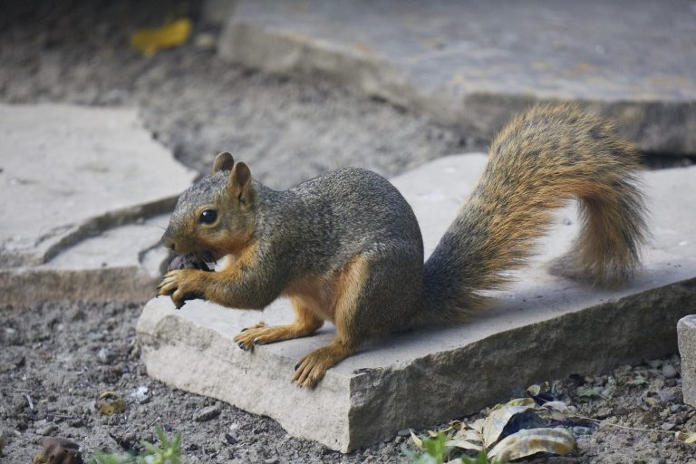Fox Squirrel