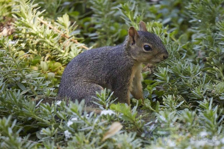 Fox Squirrel