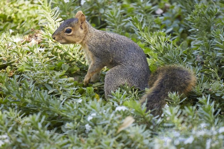 Baby Fox Squirrel