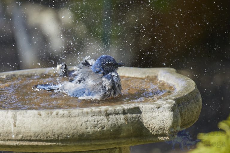 California Scrub Jay