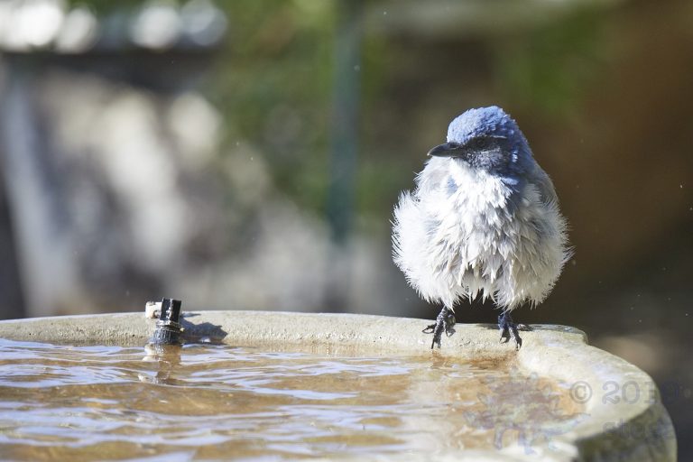 California Scrub Jay