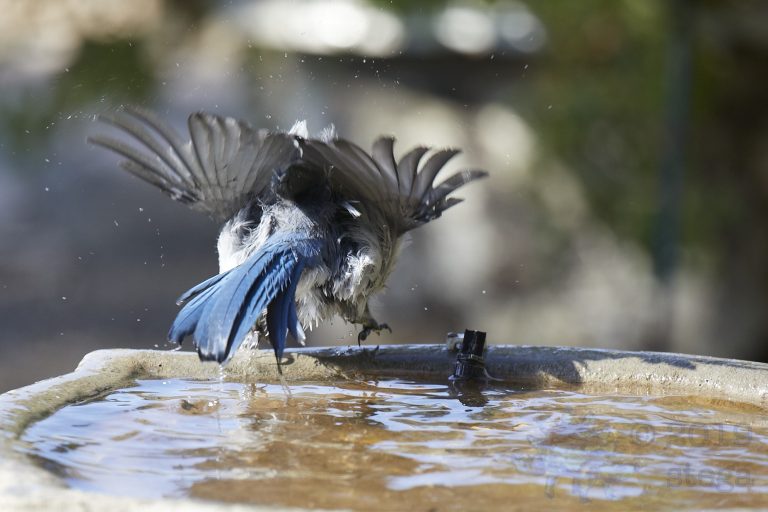 California Scrub Jay