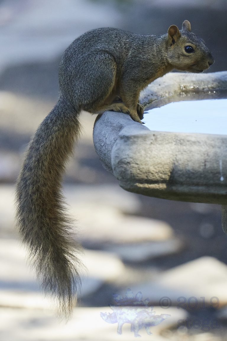 Old School Week: Fox Squirrel