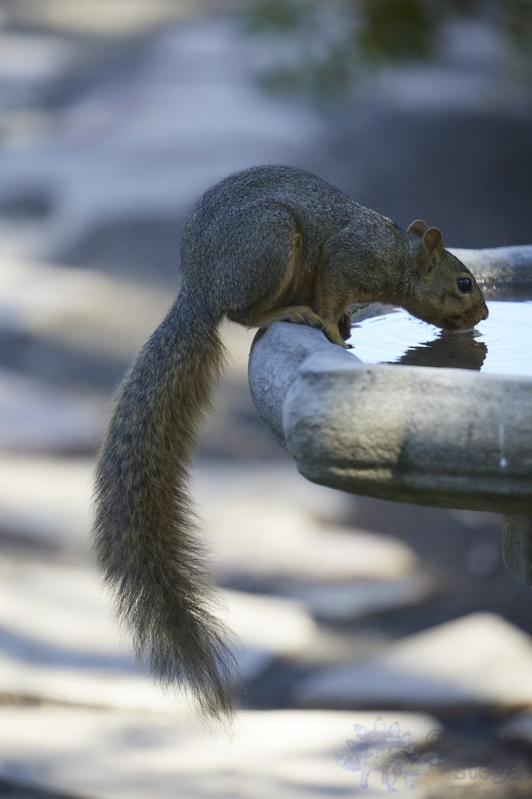 Fox Squirrel