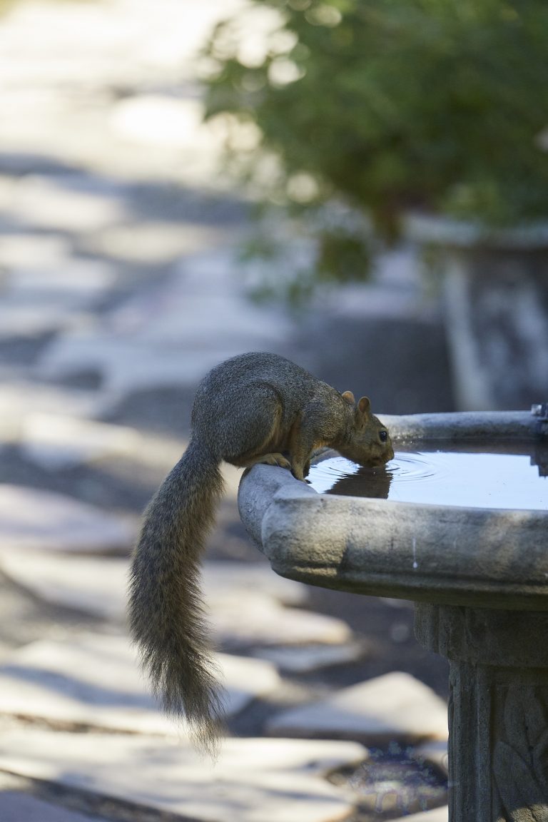Old School Week: Fox Squirrel