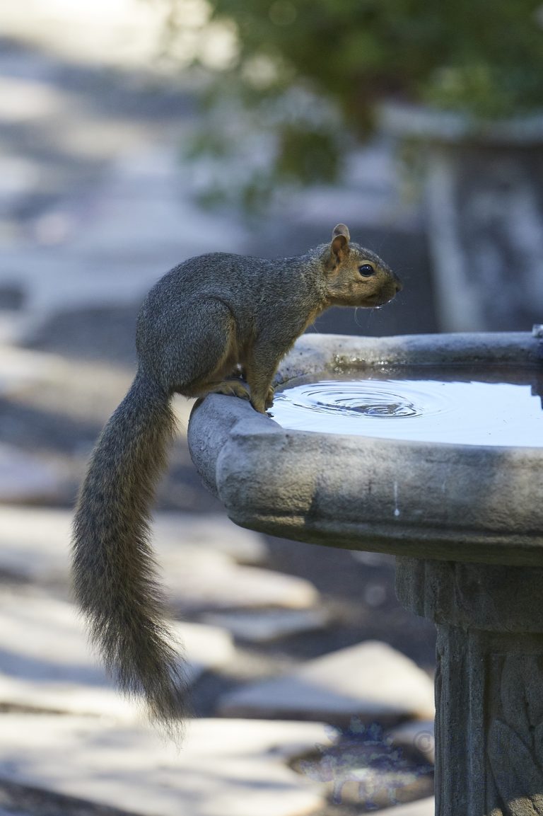 Fox Squirrel