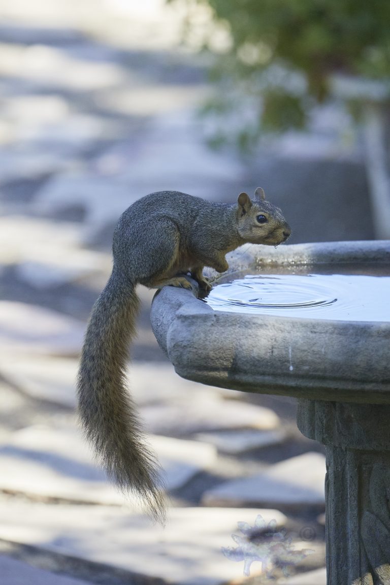 Fox Squirrel