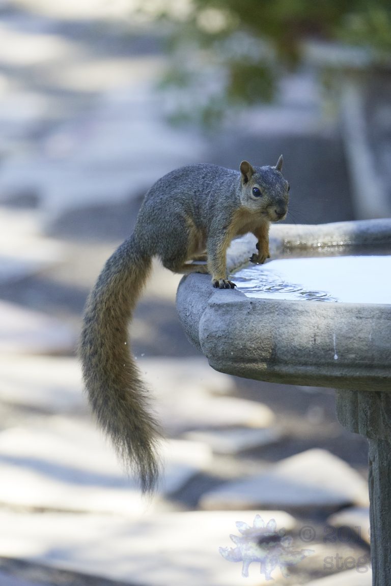 Fox Squirrel