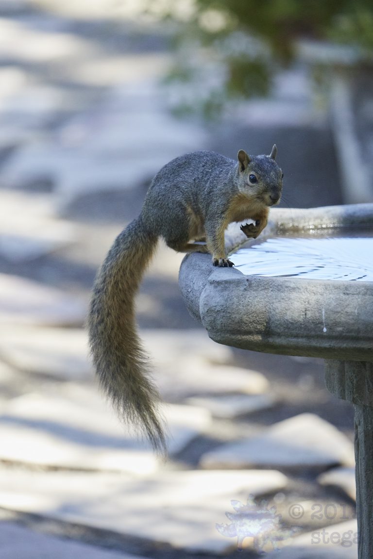 Fox Squirrel