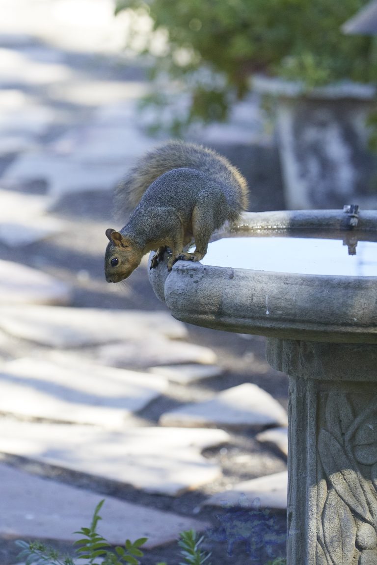 Fox Squirrel (3 Images)