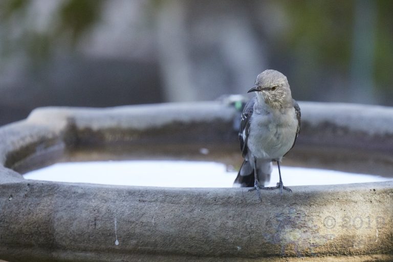 Northern Mockingbird